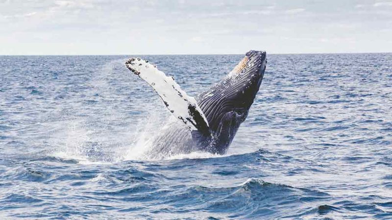 Wal Ozean Sprung aus dem Wasser