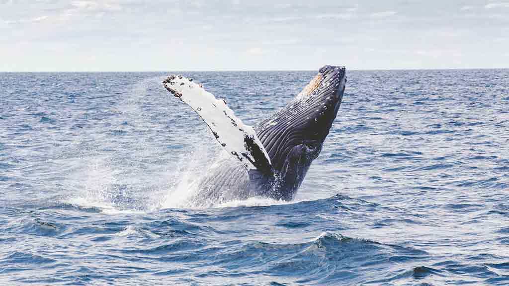 Soziales-Engagement-Tierschutz Wal Ozean Sprung aus dem Wasser